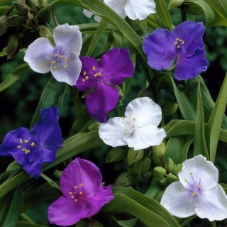 Традесканция Драгоценные каменья