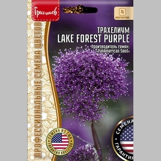 Трахелиум Lake Forest Purple (большой пакет)