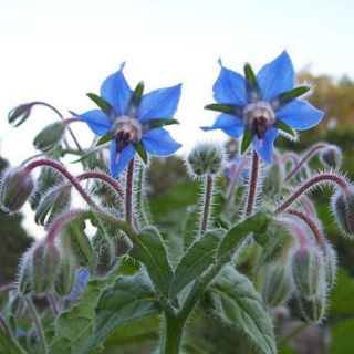 Огуречная трава Гном (бораго)