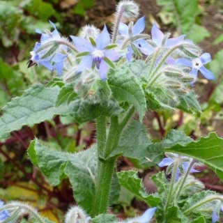 Огуречная трава Окрошка (бораго)