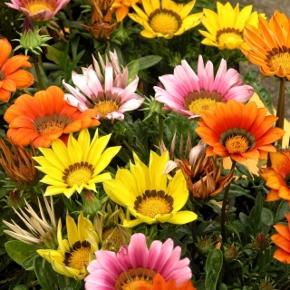 Газания (гацания) Триада смесь