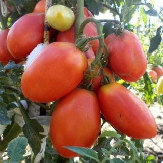 Томат Царевна Лебедь F1