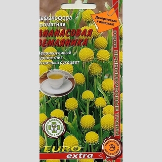 Цефалофора Ананасовая земляника (ароматная)