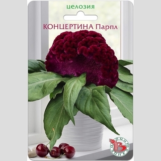 Целозия Концертина Парпл (горшечная)