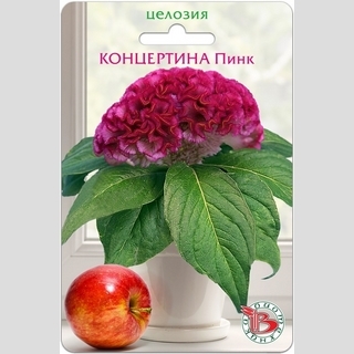 Целозия Концертина Пинк (горшечная)