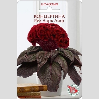 Целозия Концертина Ред Дарк Лиф (горшечная)