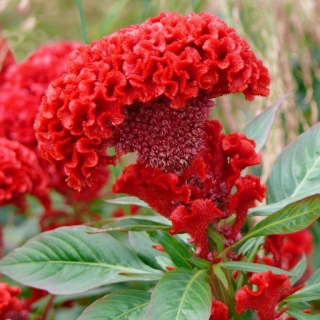 Целозия Ту Хот Ту Хандл Скарлет (гребенчатая)