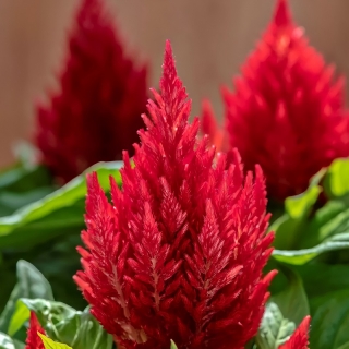 Целозия Кимоно Ред перистая