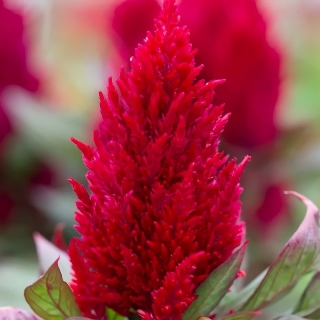 Целозия Кимоно Скарлет