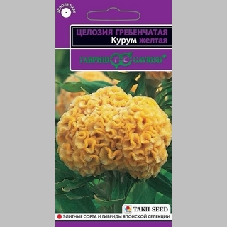 Целозия Курум желтая (гребенчатая)