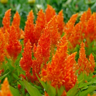 Целозия Аррабона Оранж (перистая)