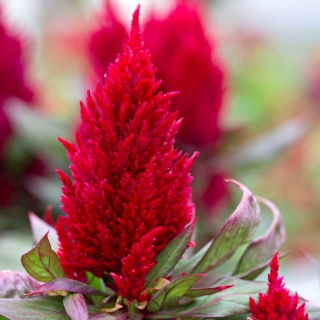 Целозия Аррабона Ред (перистая)