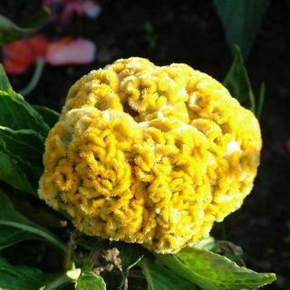 Целозия Курум желтая (гребенчатая)