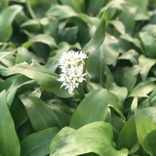 Черемша Медвежонок