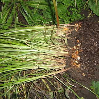 Чуфа Земляной миндаль