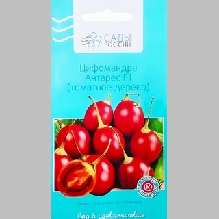 Цифомандра Антарес (томатное дерево)