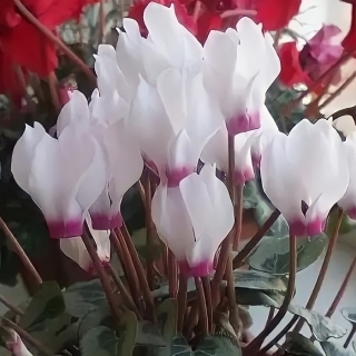 Цикламен Анели персидский