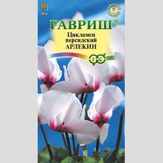 Цикламен Арлекин персидский