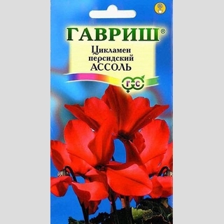 Цикламен Ассоль персидский