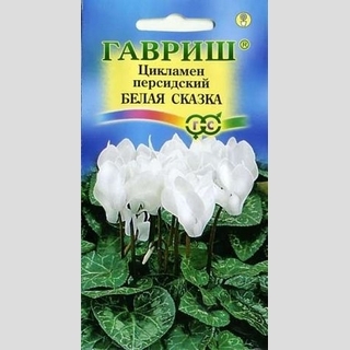 Цикламен Белая сказка персидский