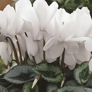 Цикламен Белая сказка персидский