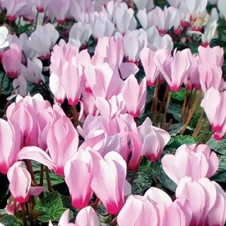 Цикламен Розмари персидский