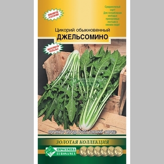 Цикорий Джельсомино (обыкновенный)