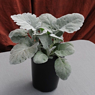 Цинерария Нью Лук (приморская)