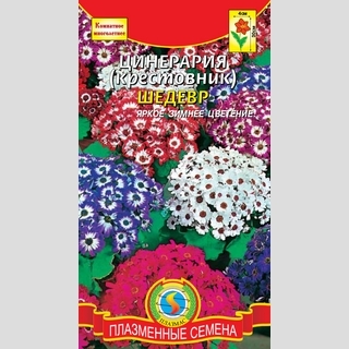 Цинерария Шедевр