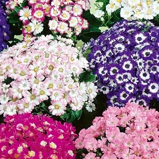 Цинерария Симпатия цветущая