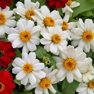 Цинния Белиз Даубл Белая