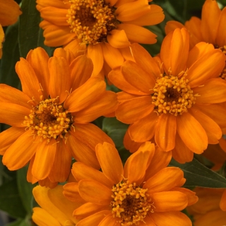 Цинния Белиз Даубл Оранжевая