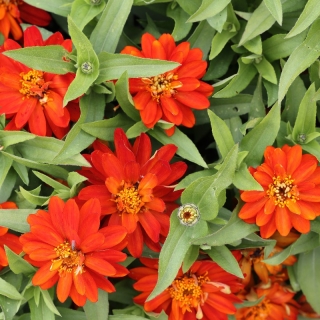 Цинния Белиз Даубл Скарлет