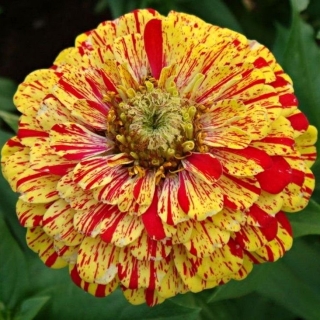Цинния Поп Арт Голд Ред Страйпс