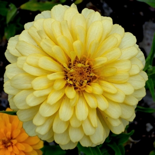 Цинния Розетта Лимонно-желтая