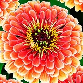 Цинния Эльдорадо