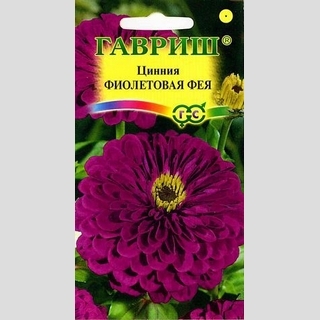 Цинния Фиолетовая фея