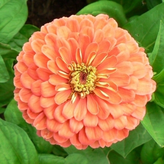 Цинния Исполин лососевый