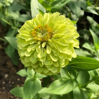 Цинния Изабеллина