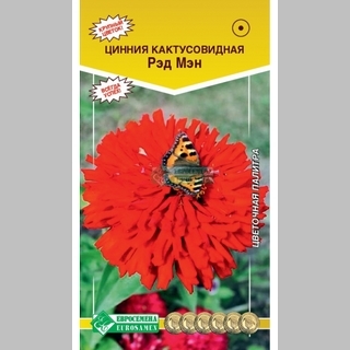 Цинния Рэд Мэн