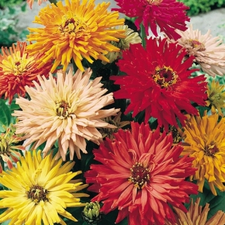 Цинния Кактусовидная смесь