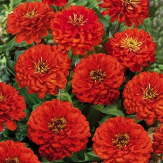 Цинния Клеопатра F1 алая