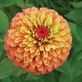 Цинния Королева Оранжевый лайм