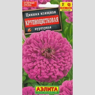 Цинния Крупноцветковая пурпурная