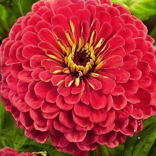 Цинния Крупноцветковая розовая