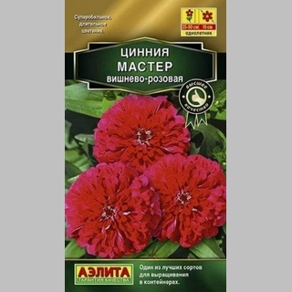 Цинния Мастер Вишнево-розовая