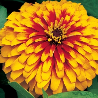 Цинния Мексика Ольмека