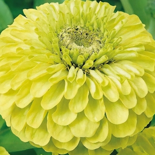 Цинния Ностальжи георгиновидная