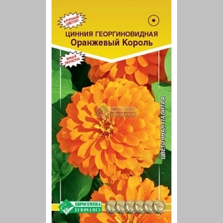 Цинния Оранжевый король