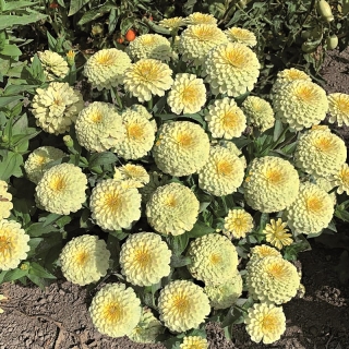 Цинния Розетта Белый агат (изящная)